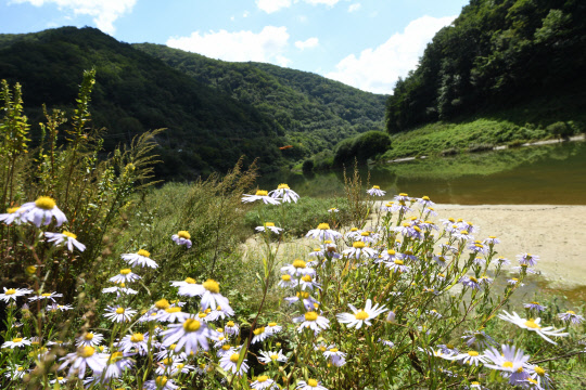 14일 계절변화가 빠른 강원 평창군 대관령의 계곡에서 가을의 전령사 벌개미취가 꽃을 활짝 피워 눈길을 끌고 있다.